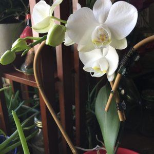 Meet your Posher, Julie